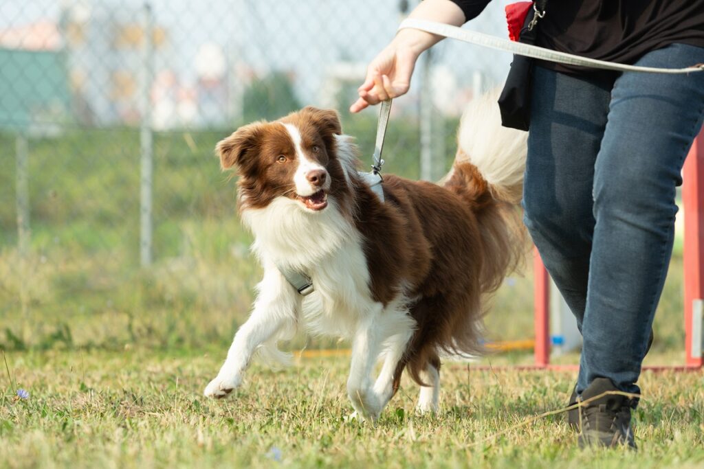 aktiver Hund braucht Energie