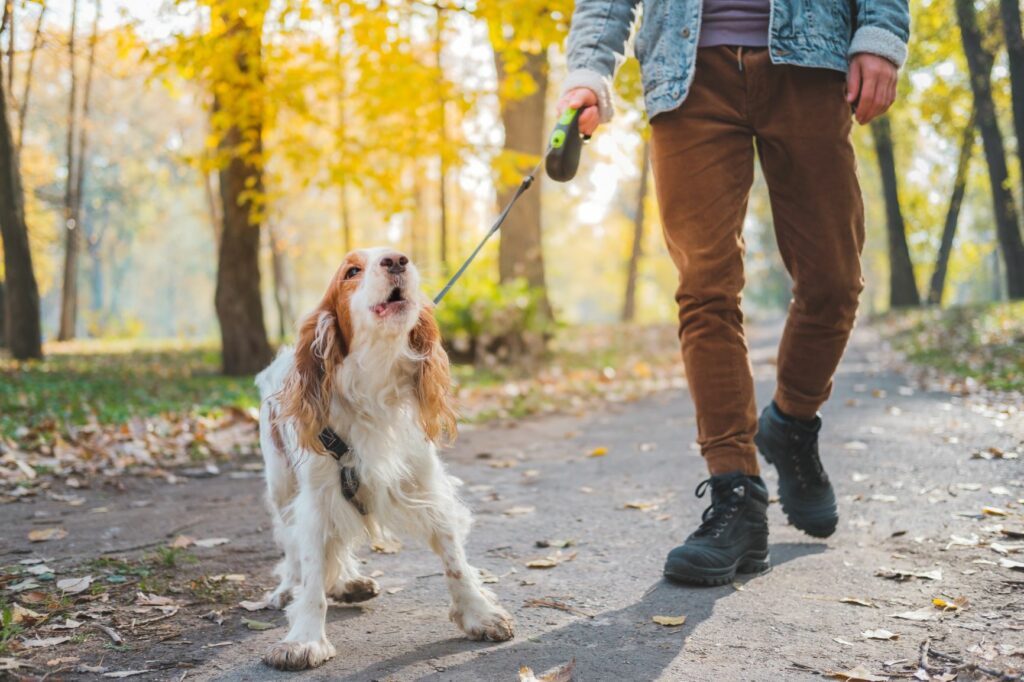 Ein Hund an der Leine bellt. hund an der leine spaziergang