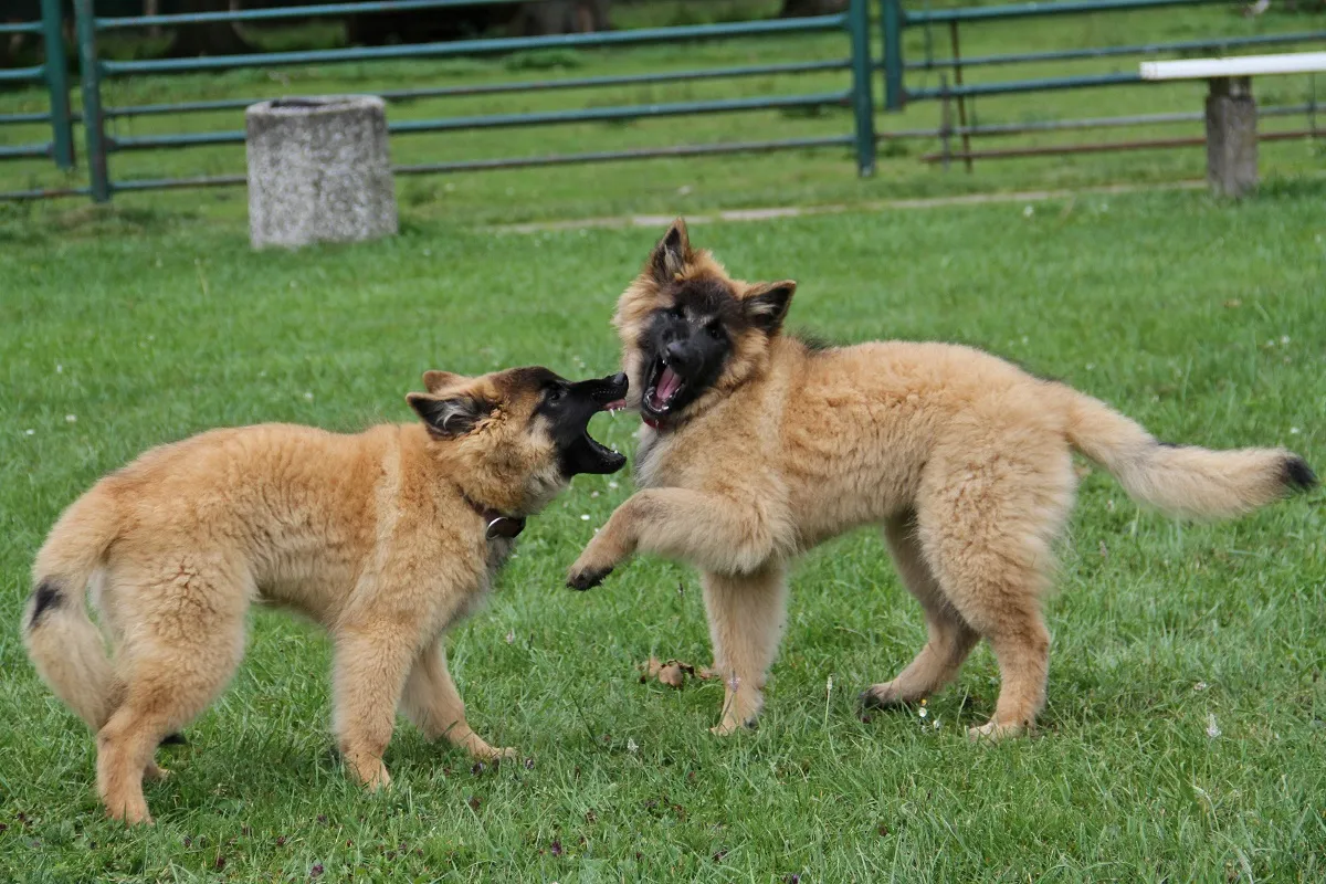 Belgischer Schäferhund Tervueren Welpen