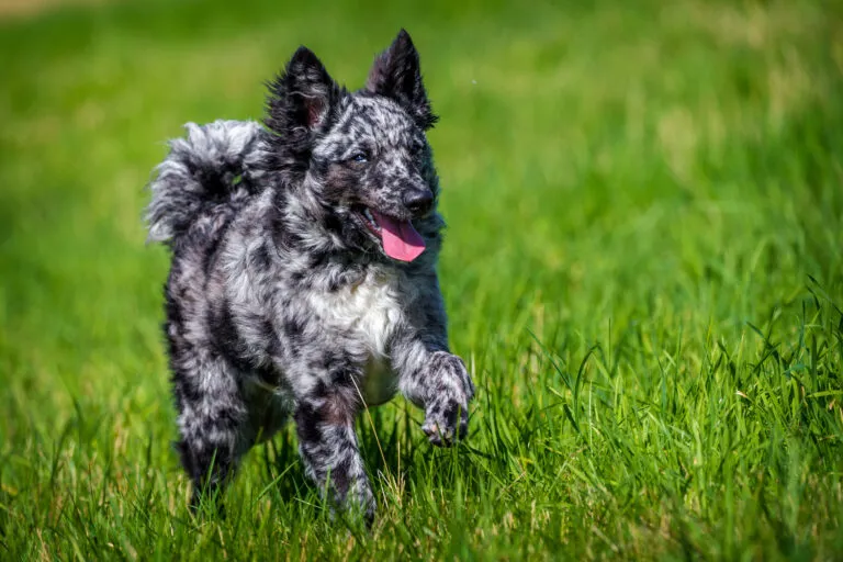 Mudi Hund läuft im Gras