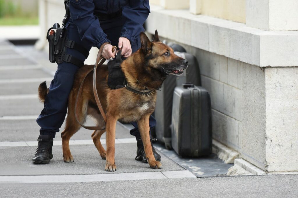 Belgischer Schäferhund Polizeieinsatz
