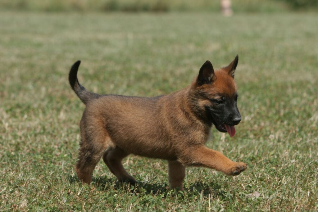 Belgischer Schäferhund Welpe