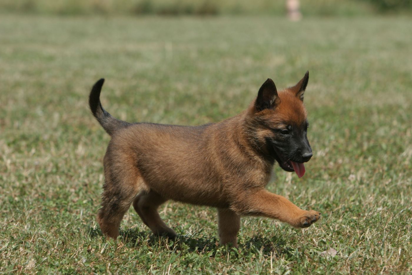 Belgischer Schäferhund (Malinois) zooplus Magazin