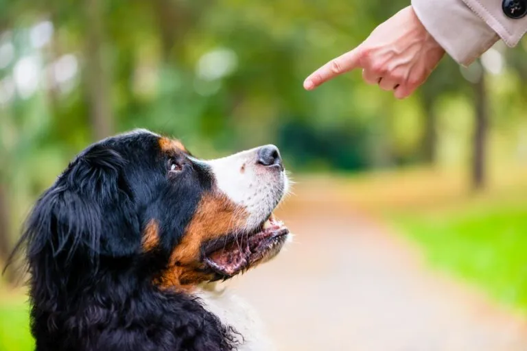 Hund hoert nicht