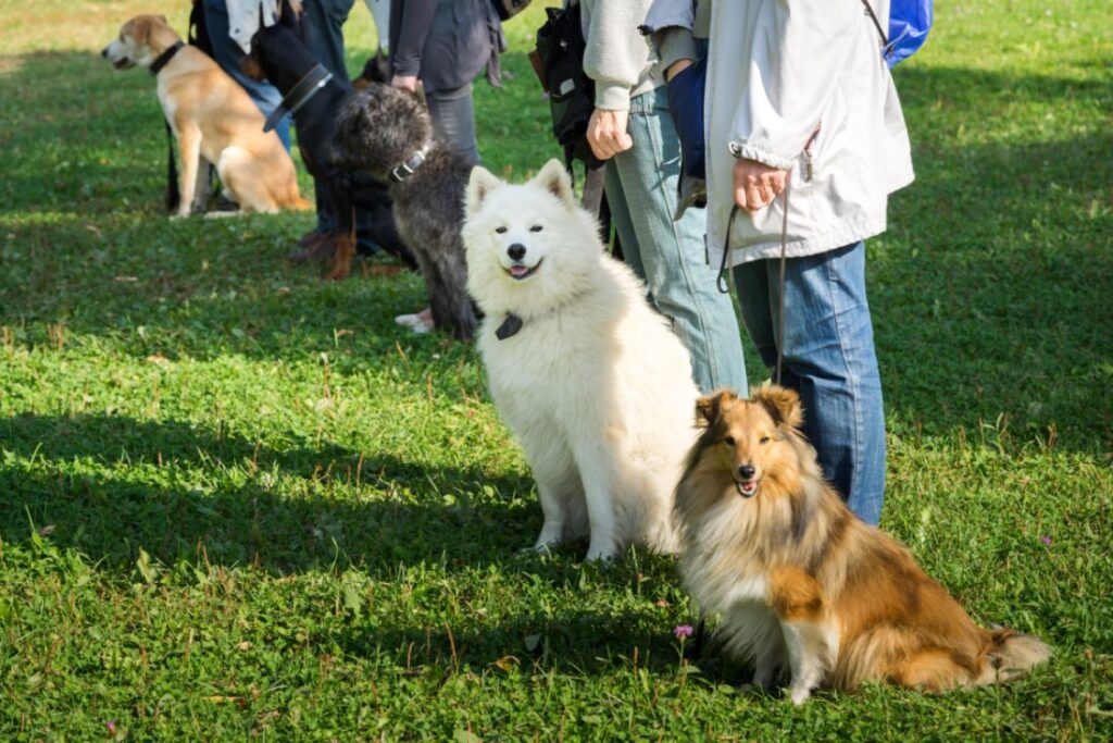 menschen mit hund in hundeschule