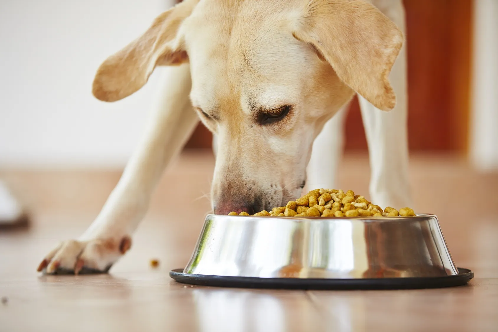 Hund erh&auml;lt kleinere Portion Trockenfutter