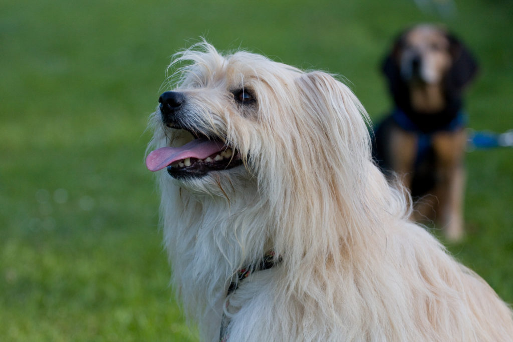 Langhaariger Pyrenäenschäferhund