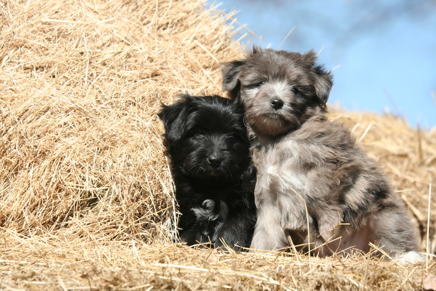 Pyrenäenschäferhund welpen