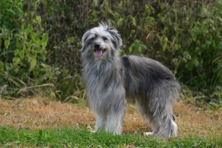 Pyrenäenschäferhund im grass