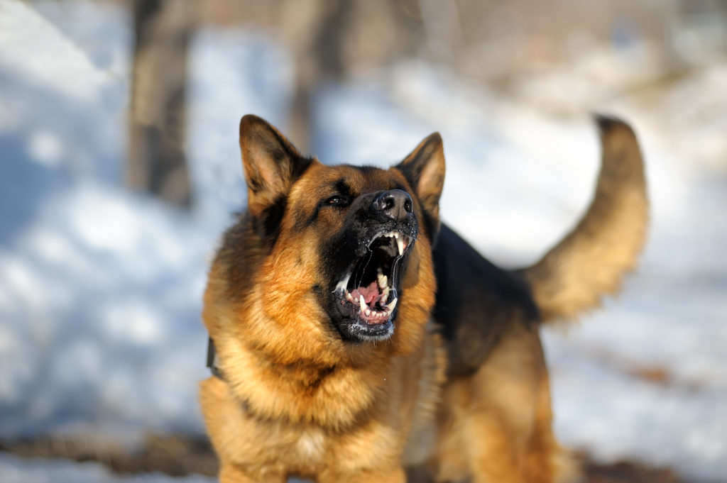 aggressiver hund Ein aggressiver Hund bellt