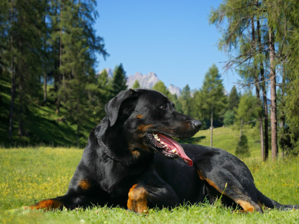 beauceron im grass