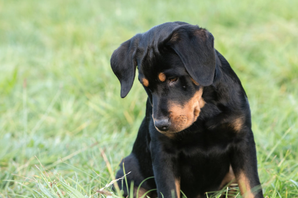 beauceron welpe