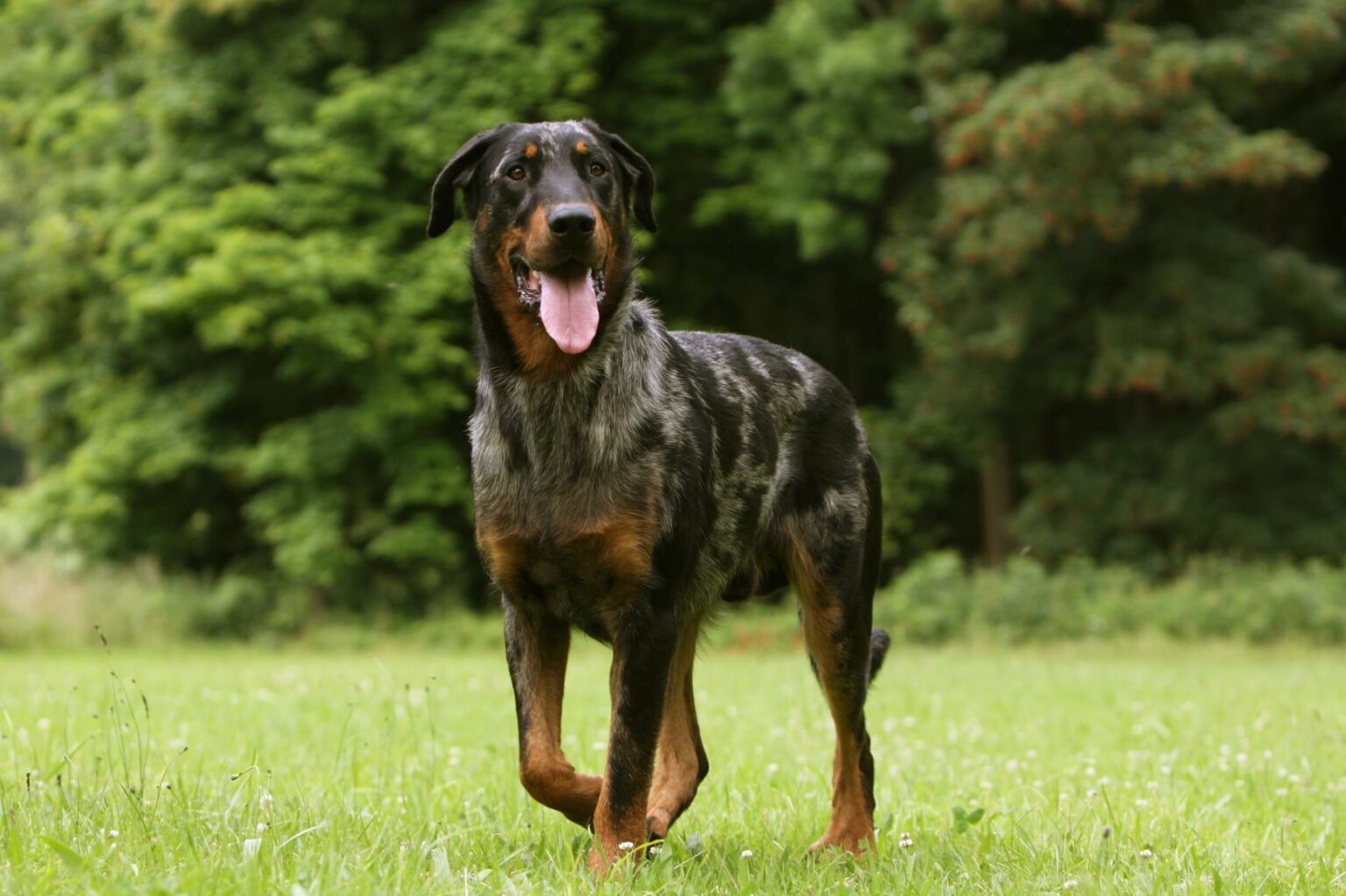 Beauceron Charakter, Haltung & Pflege zooplus Hundemagazin