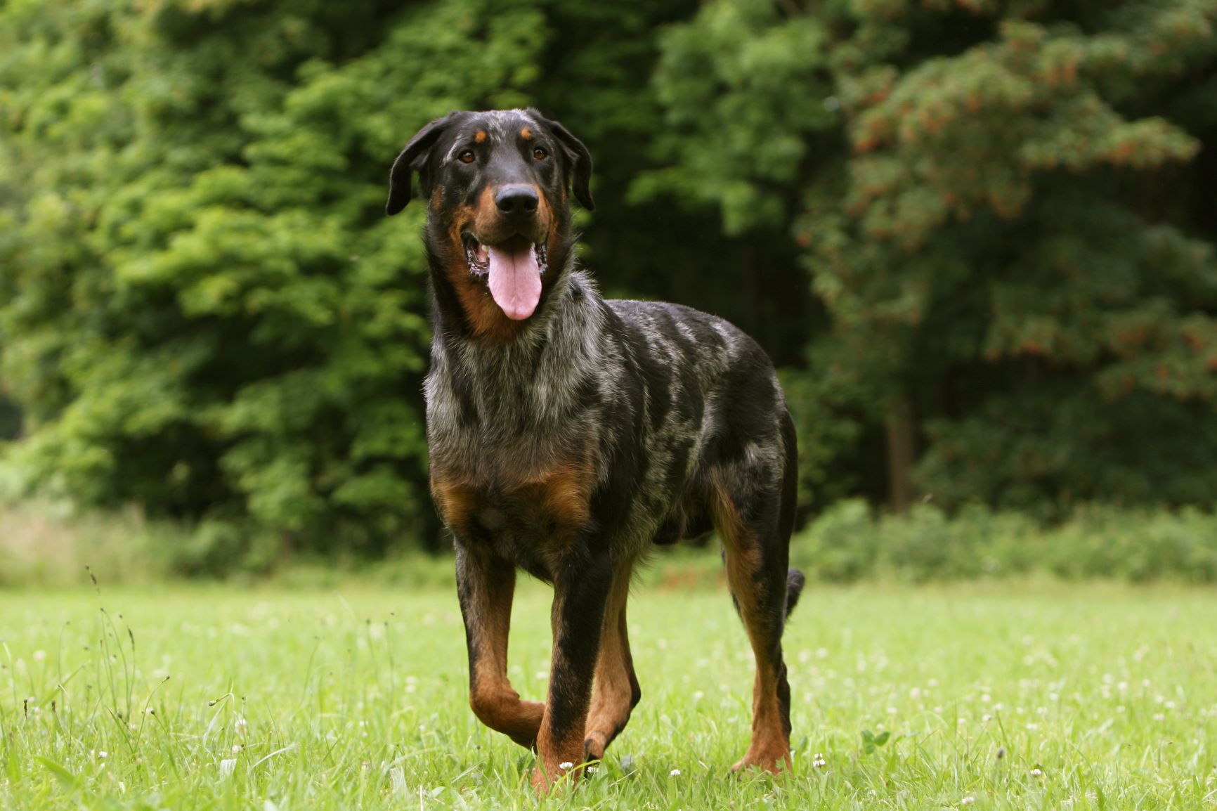 Beauceron: Hund erfahrene Halter | Magazin