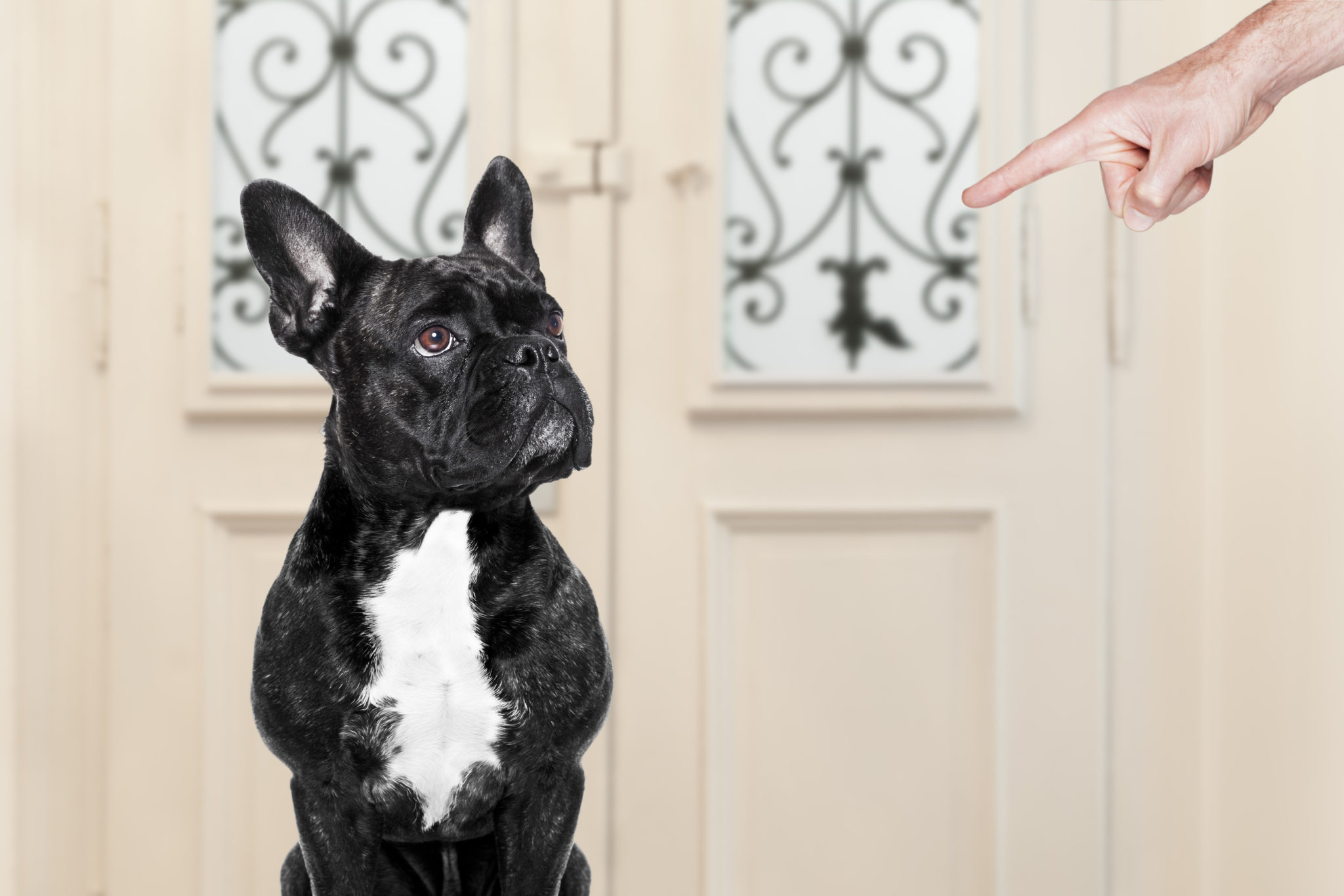 Wie ich meinen hund dazu bringen kann zuzuhoeren
