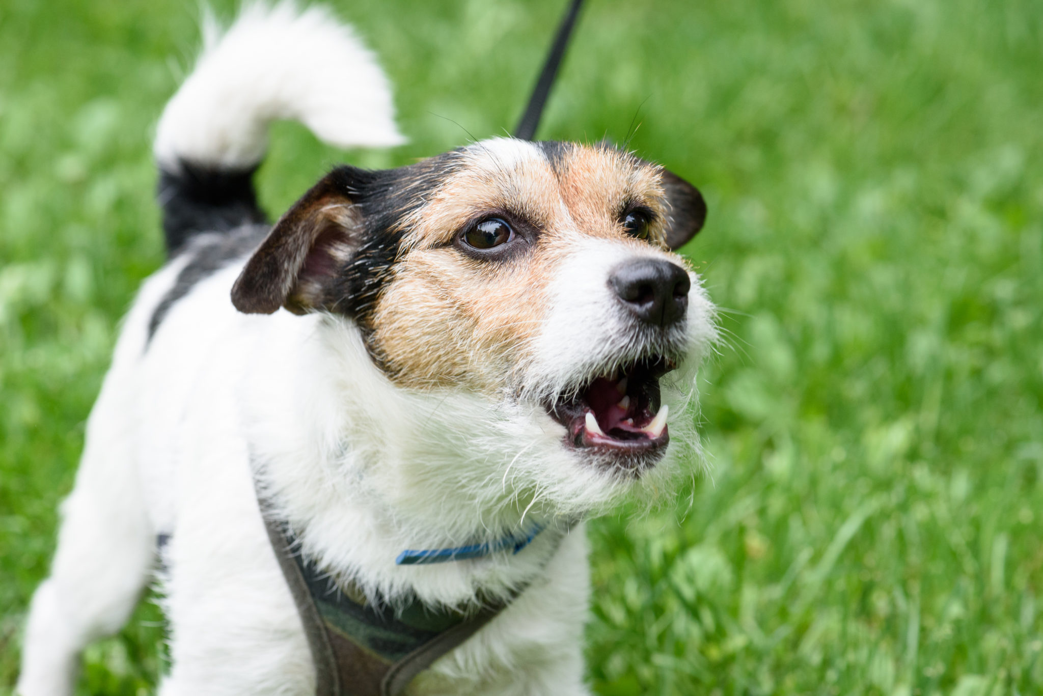 Wie gewöhne ich meinem Hund das Bellen ab wenn ein anderer Hund kommt?