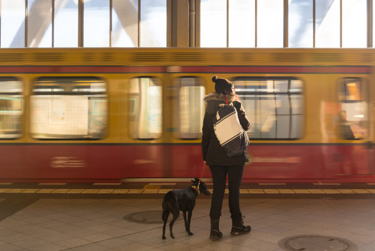 Zugreisen mit Hund