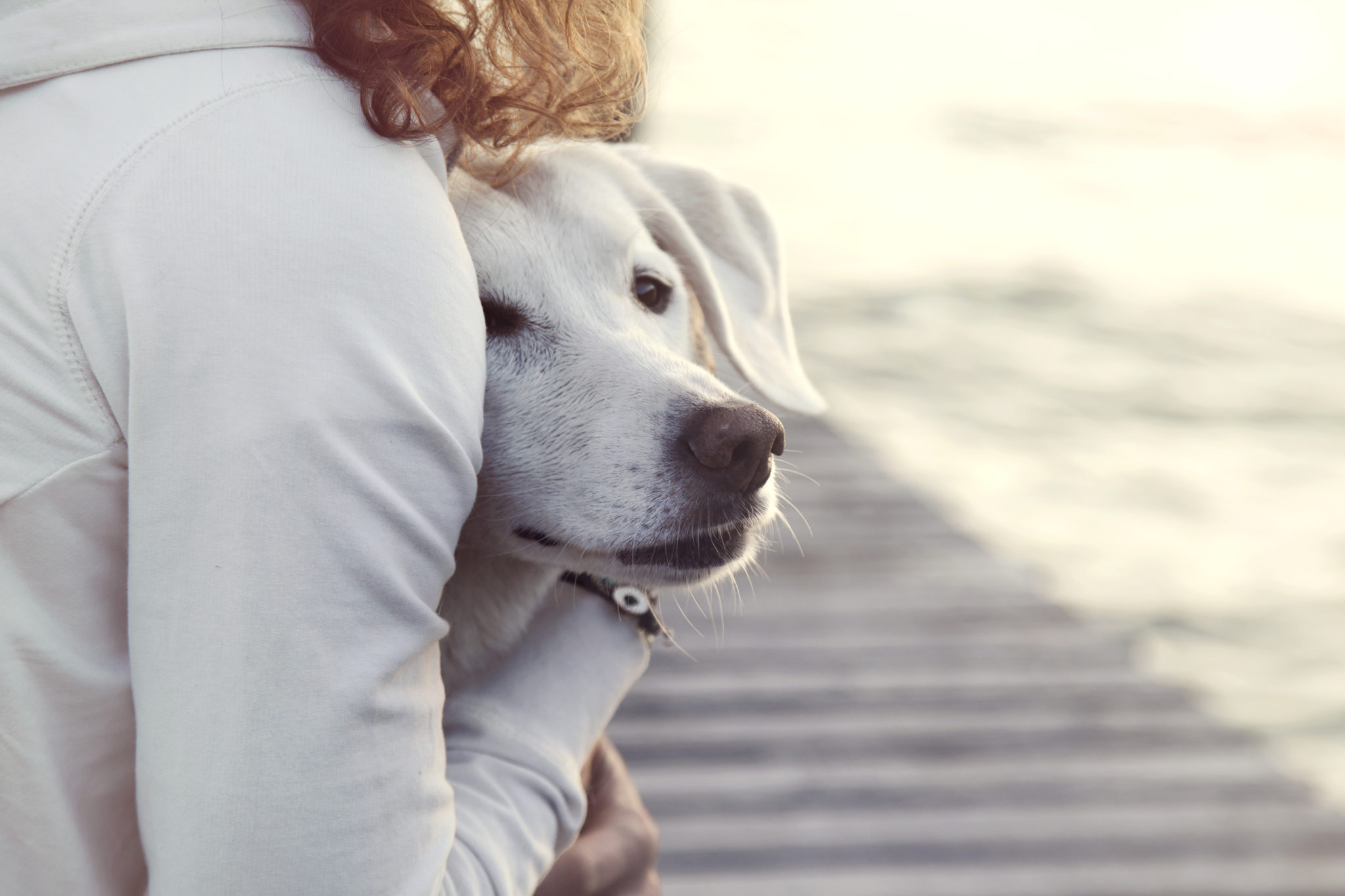 ängstlicher Hund Was Kann Ich Tun Wenn Mein Hund Angst Hat