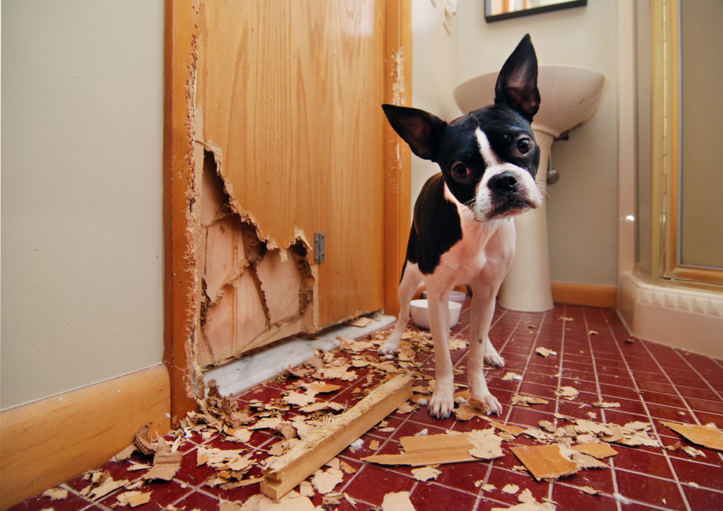 Hilfe, mein Hund zerstört alles! Was tun? zooplus