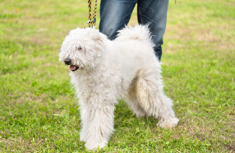 Komondor Hunderassenportrait