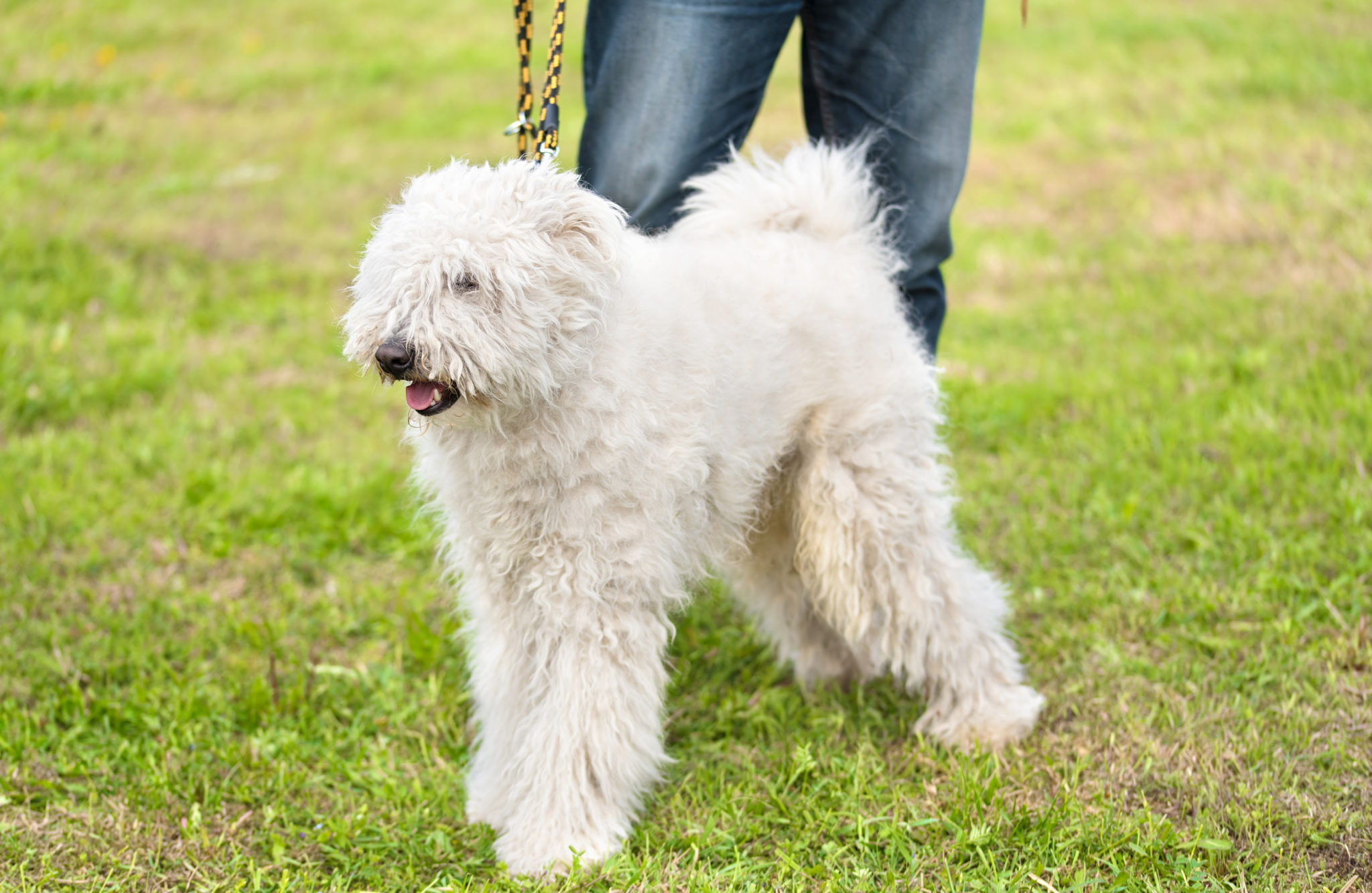 Komondor Charakter, Haltung & Pflege Rassebeschreibung zooplus