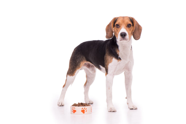 beagle hund mit futternapf vor weißem hintergrund