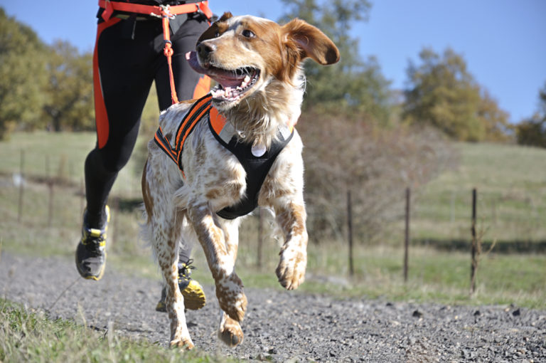 hund bei canicross-rennen auf feldweg