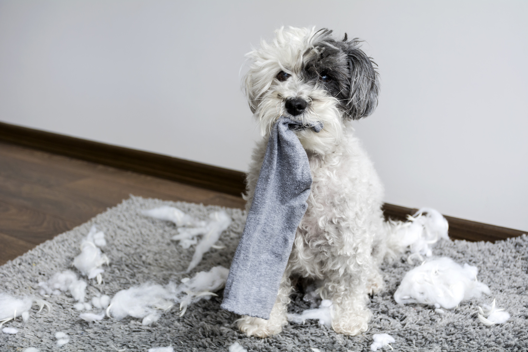 Hilfe, mein Hund zerstört alles! Was tun? zooplus