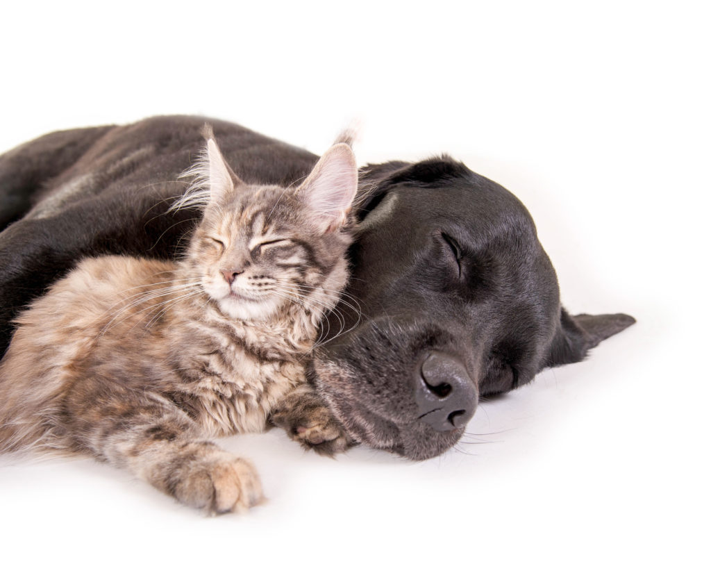 Hund Und Katze Aneinander Gewöhnen So Funktionierts Zooplus