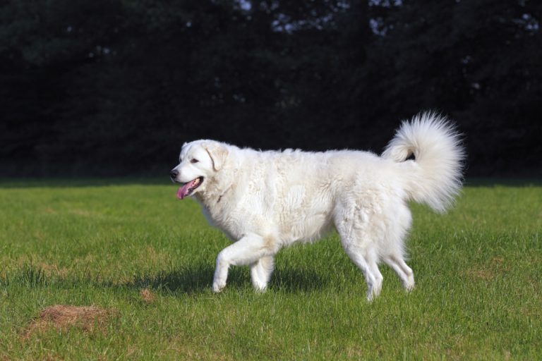 kuvasz im grass