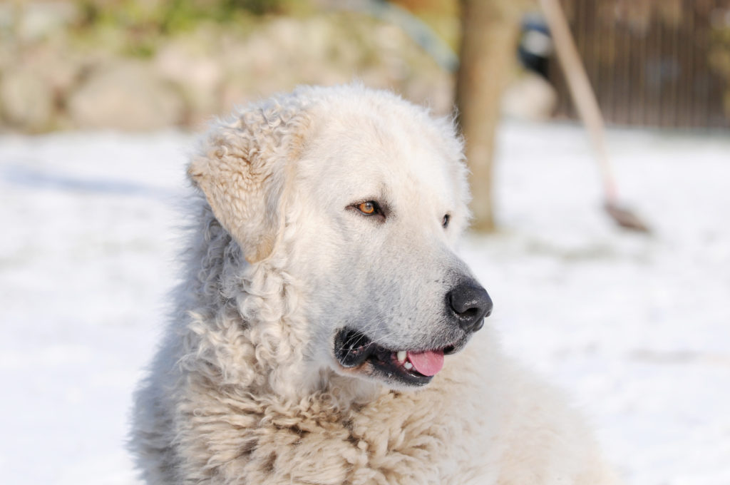 kuvasz im schnee