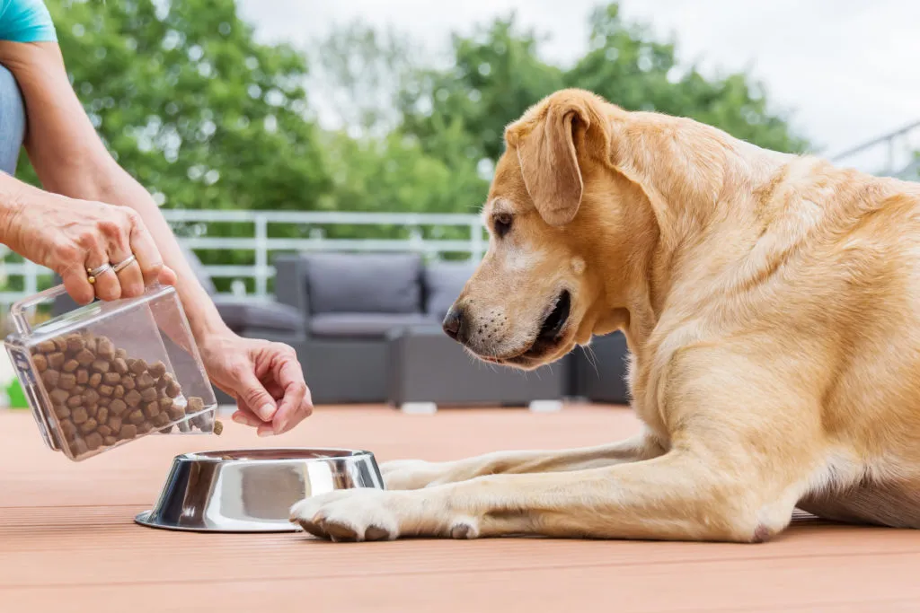 trockenfutter oder nasfutter für hunde