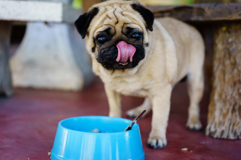 Mops frisst aus blauem Napf.