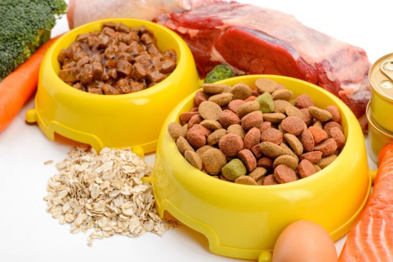 Näpfe mit Hundetrockenfutter und Nassfutter stehen nebeneinander