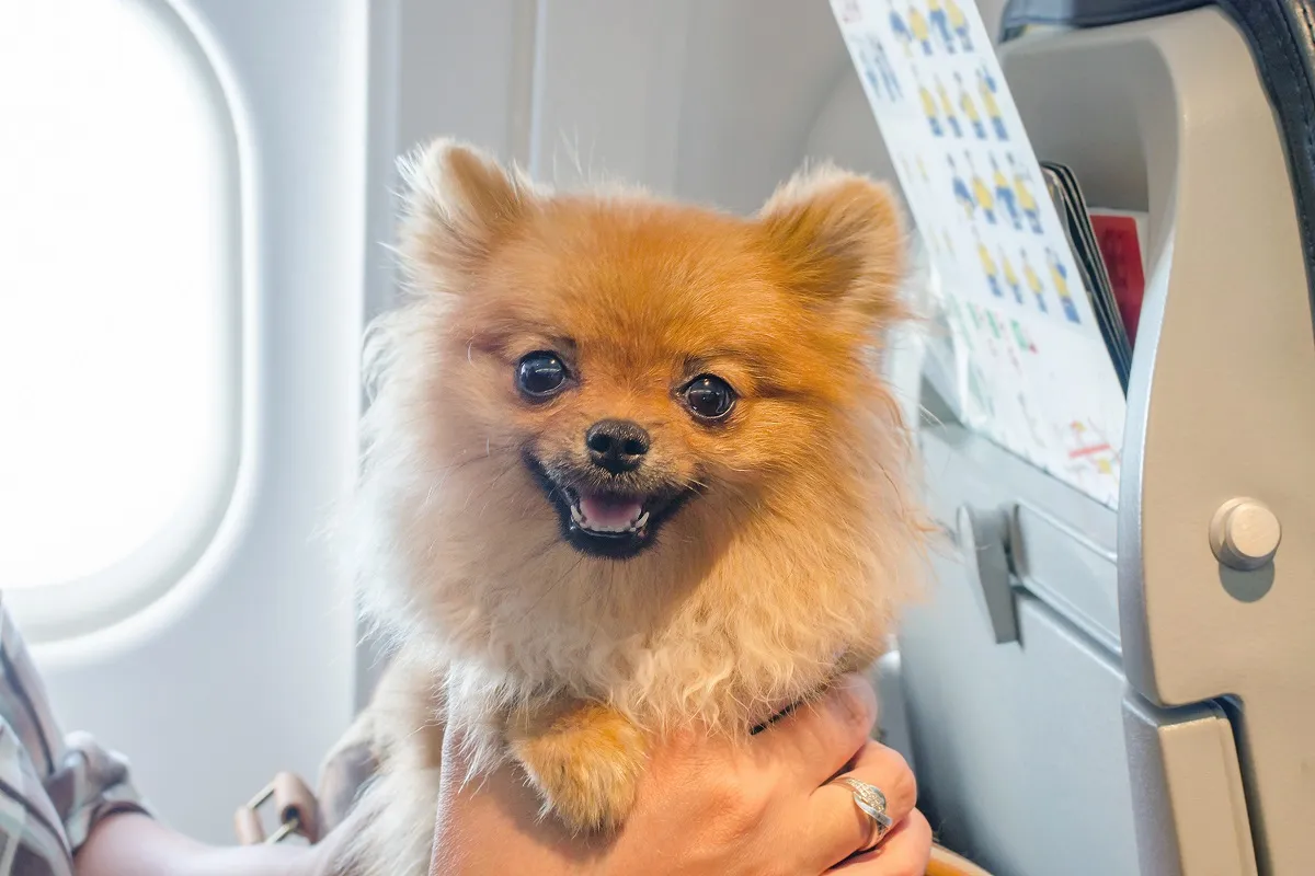 reisen mit hund im flugzeug vs auto
