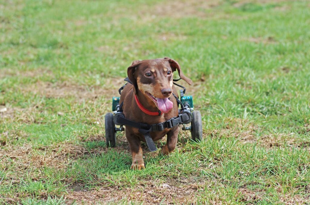 Hund Rollstuhl