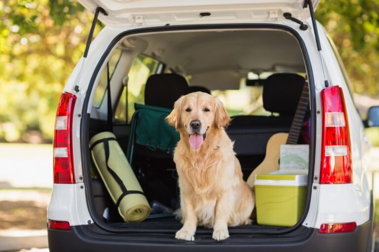 golden retriever hund im kofferraum von Auto
