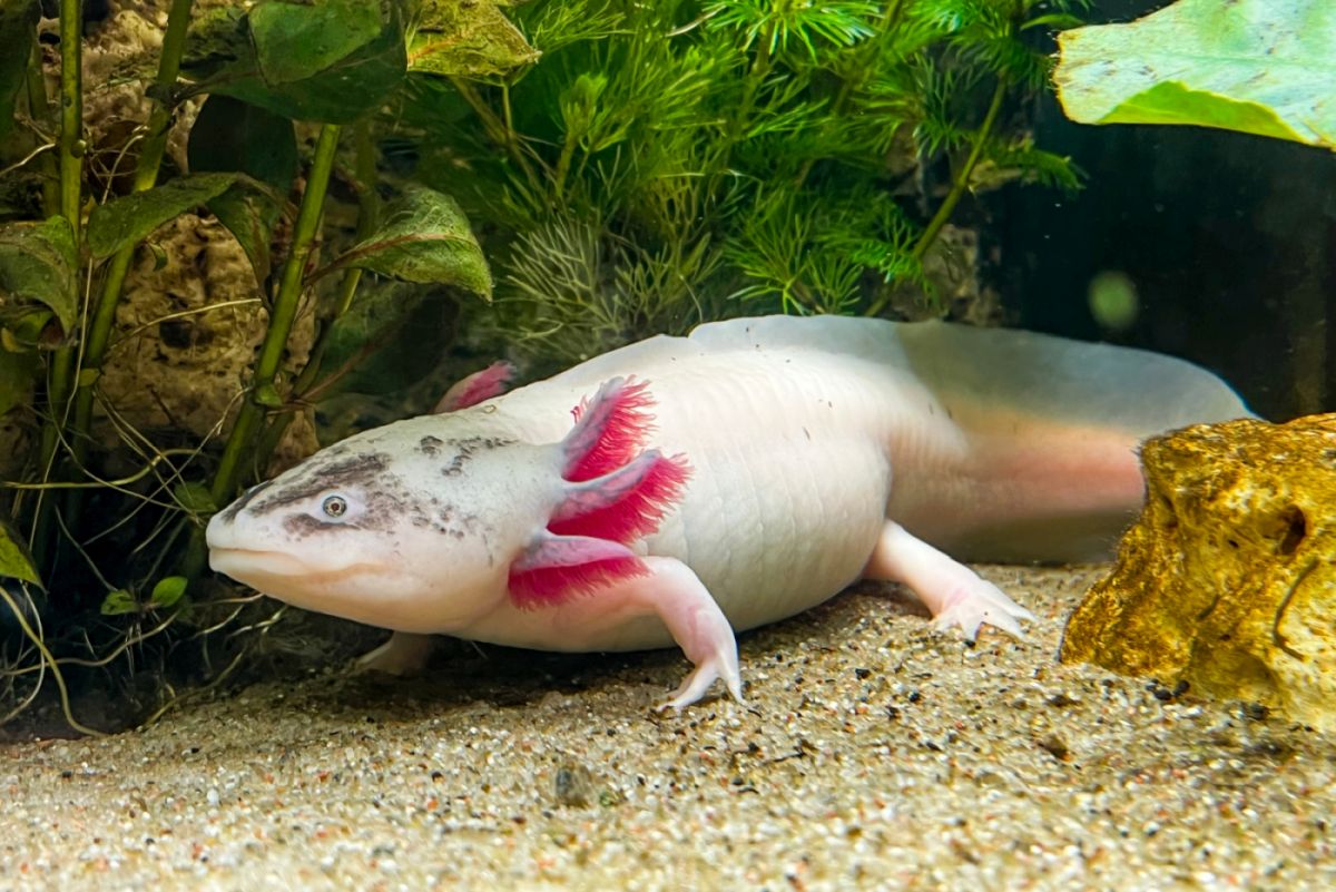 Axolotl Haltung im Aquarium