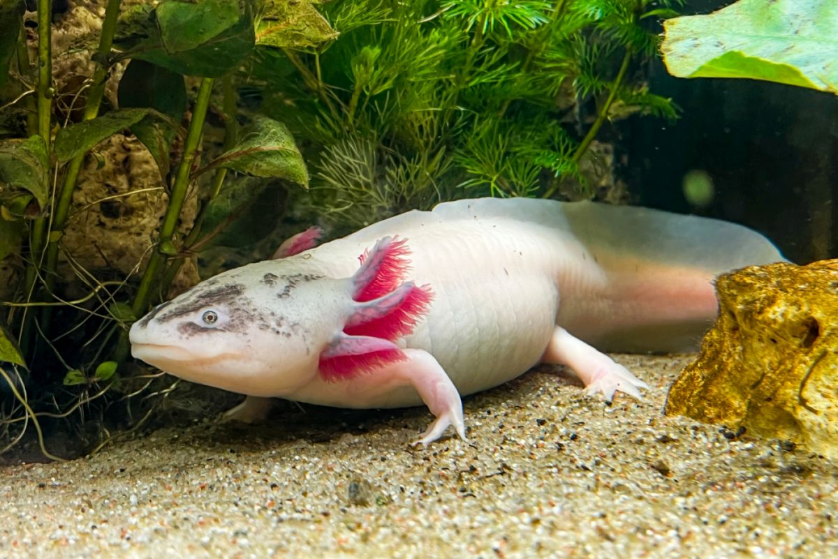 Wie viele Axolotl sollte man halten?