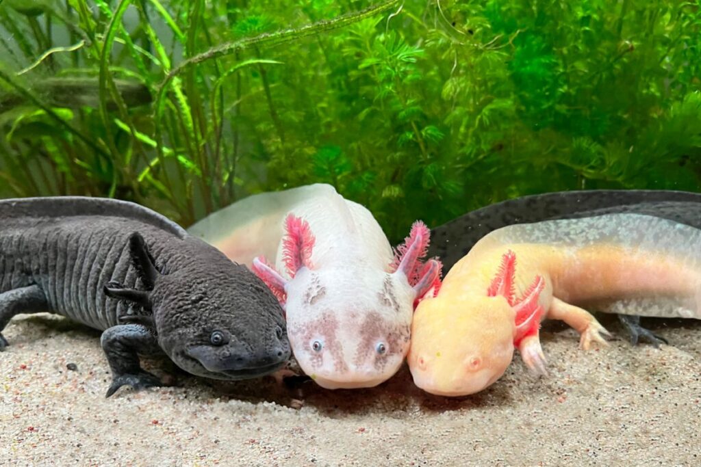 Axolotl in drei verschiedenen Farben Axolotl Farben