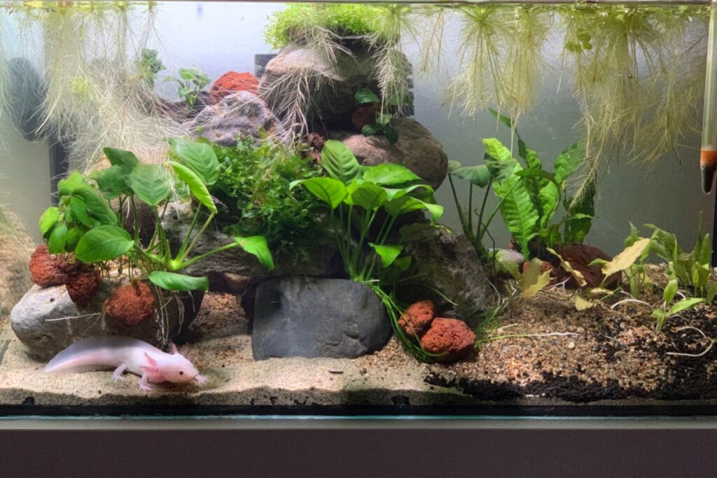 Axolotl in einem Aquarium Axolotl Haltung