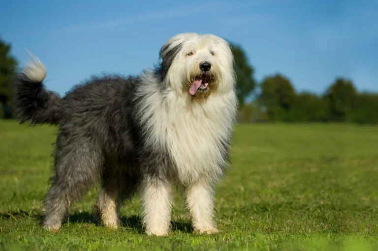 Bobtail (Old English Sheepdog) steht in einer Wiese