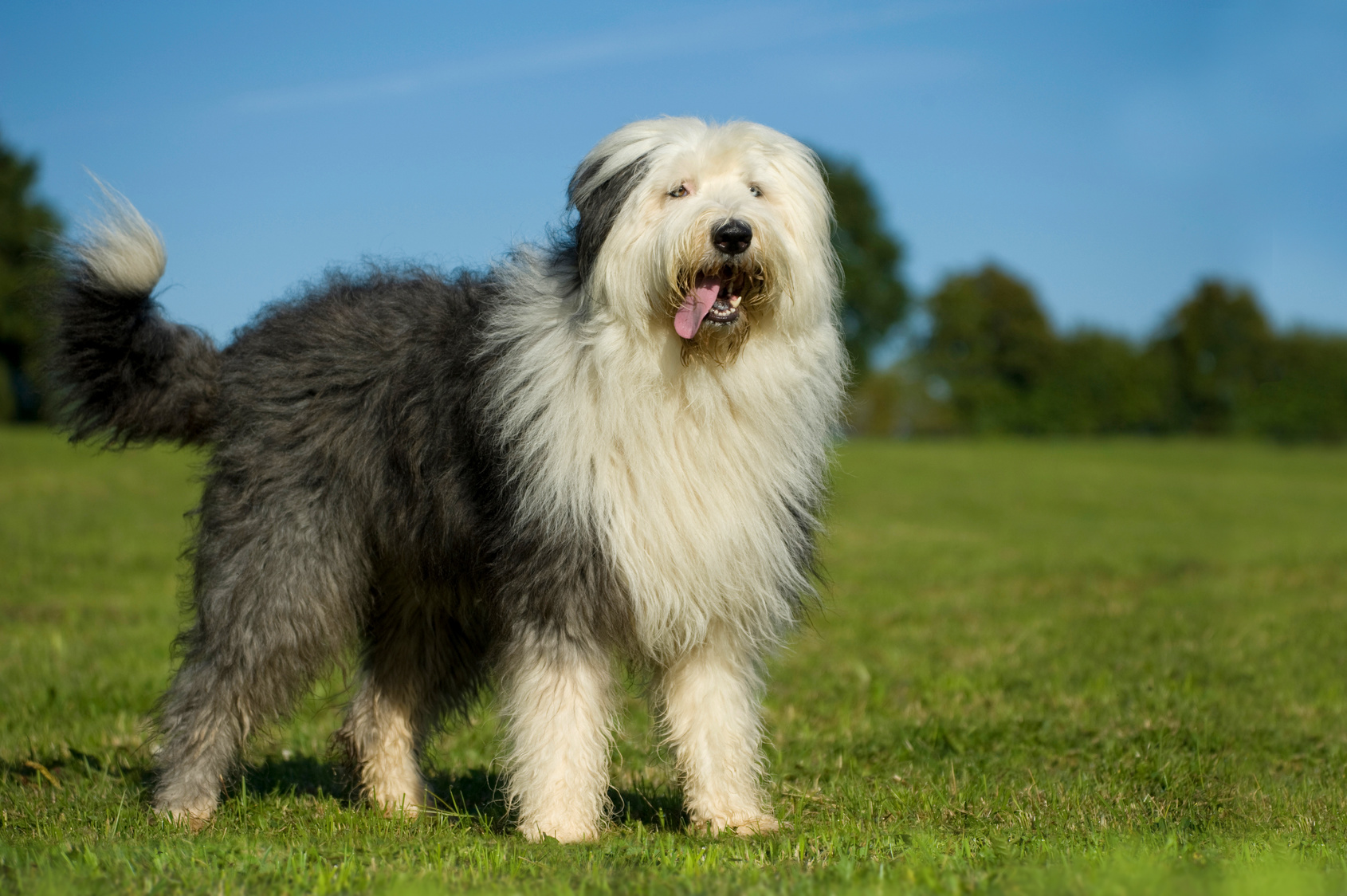 Old English Sheepdog (Bobtail) Haltung, Charakter & Pflege zooplus