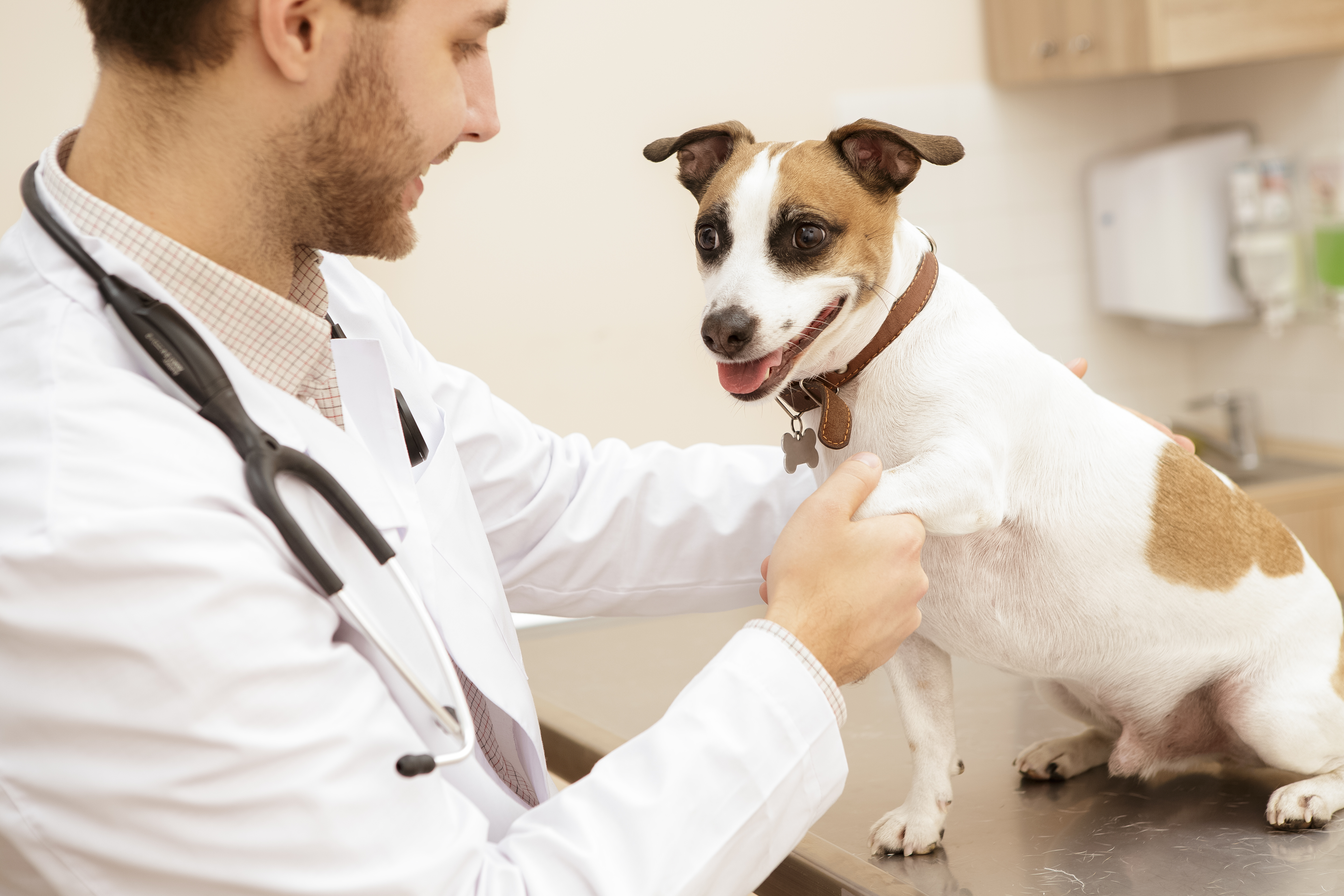 Muskelerkrankungen beim Hund | Magazin