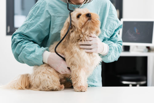 Herz und Bluterkrankungen beim Hund zooplus Magazin