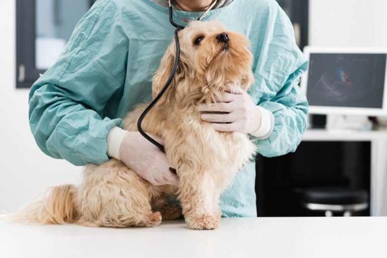 Herzerkrankungen beim Hund