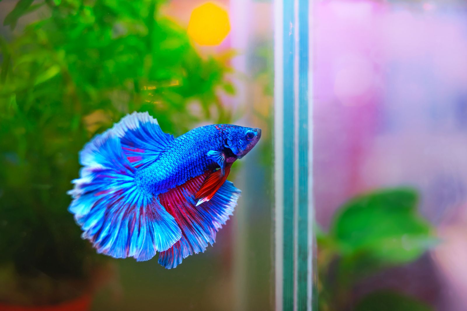 Kampffisch (Betta): Haltung im Aquarium