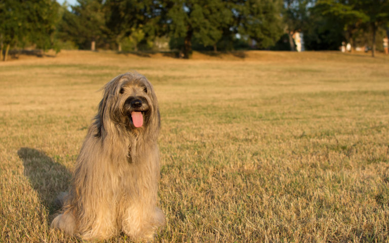 Katalanischer Schäferhund