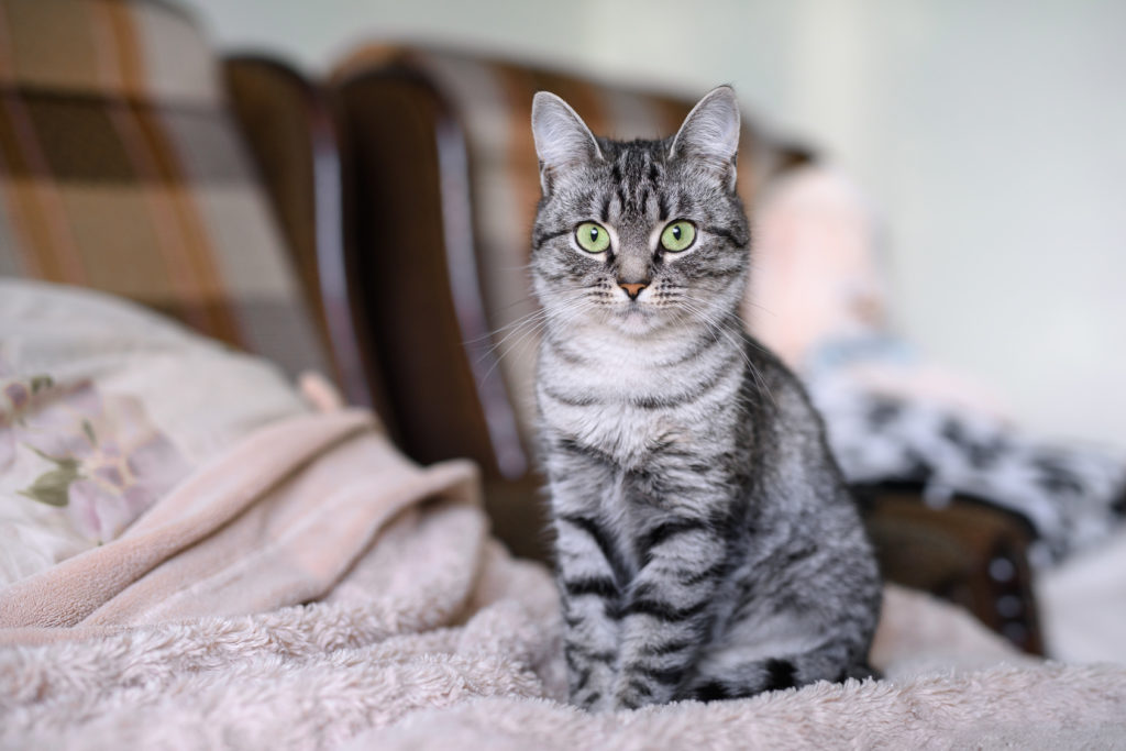 american shorthair mit grünen augen auf bett