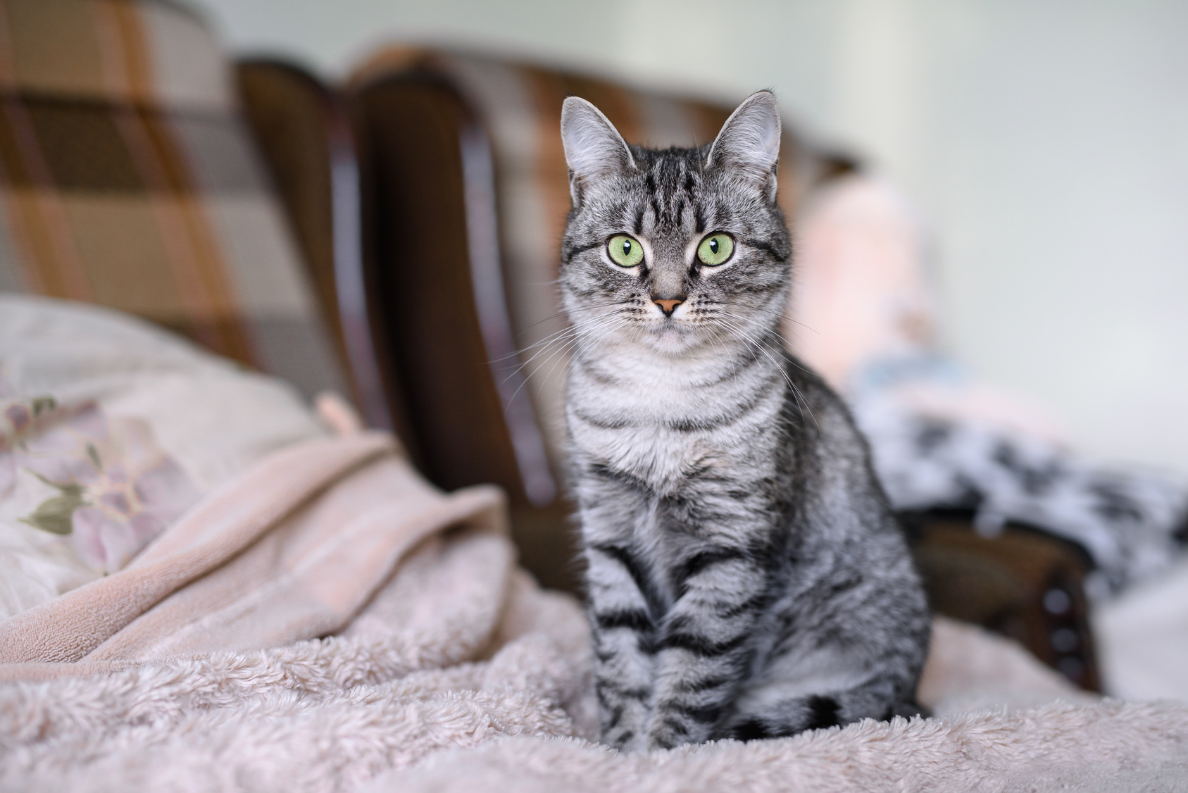 american shorthair grüne augen